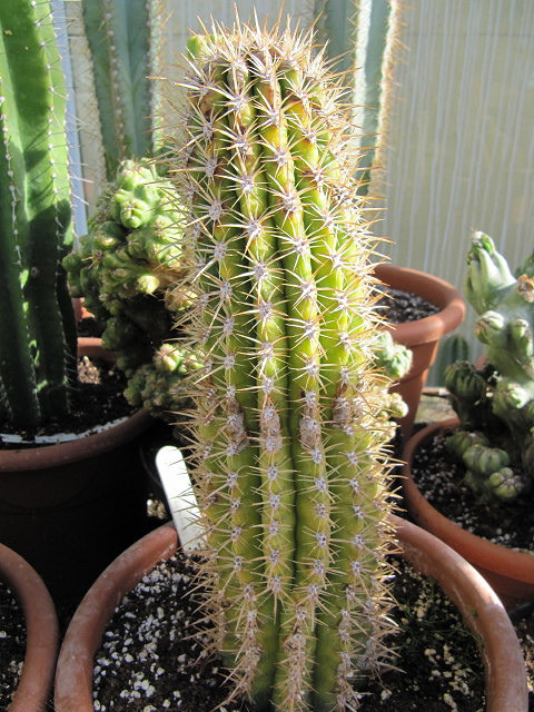 Coleocephalocereus
