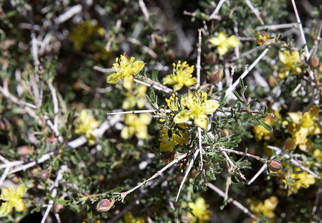 Coleogyne ramosissima