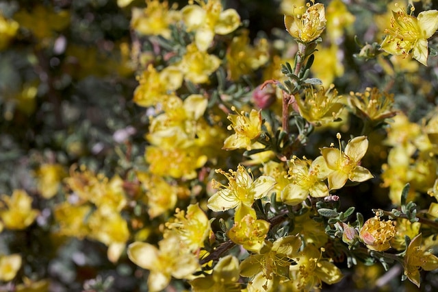 Coleogyne ramosissima