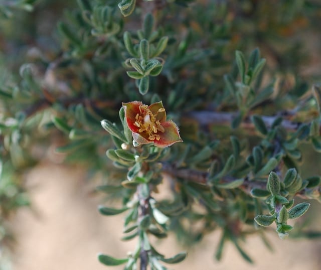 Coleogyne ramosissima