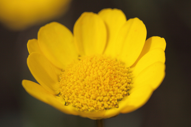 Chrysanthème de mykonos
