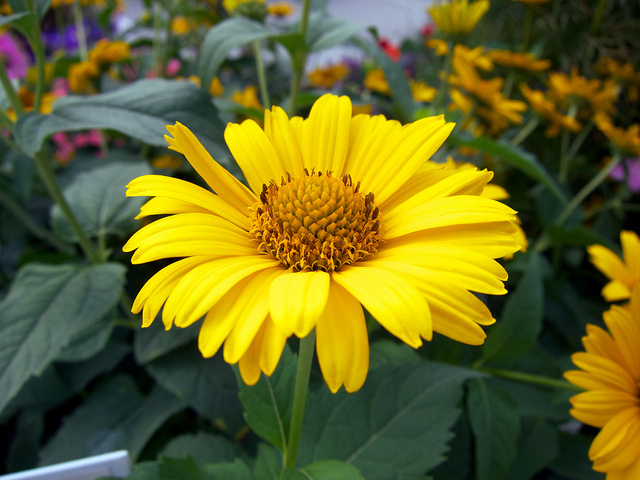 Chrysanthème de mykonos