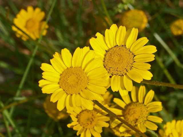 Chrysanthème de mykonos