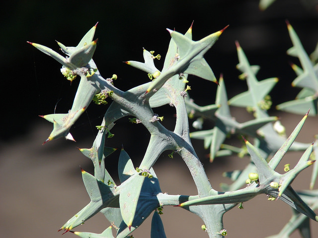 Colletia paradoxa