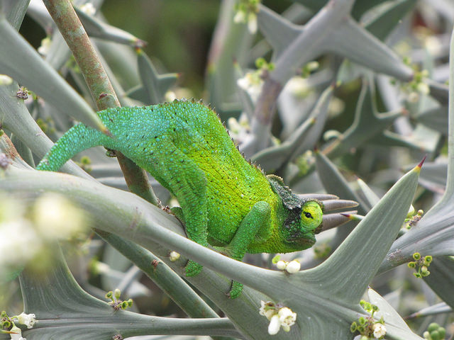 Colletia paradoxa