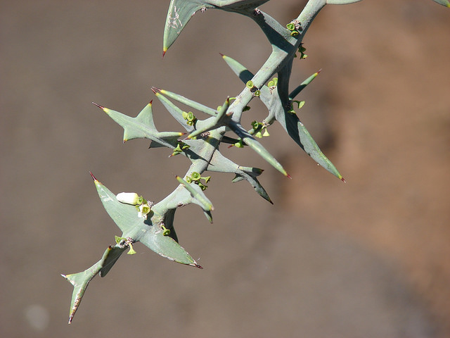 Colletia paradoxa