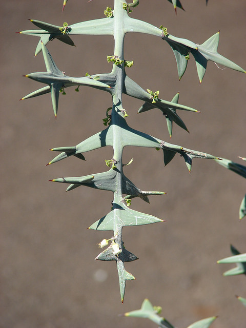 Colletia paradoxa
