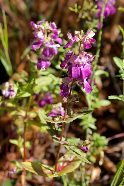 Collinsia heterophylla