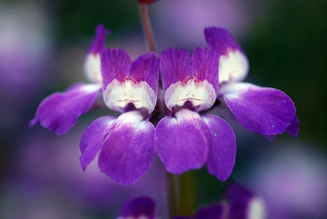 Collinsia heterophylla
