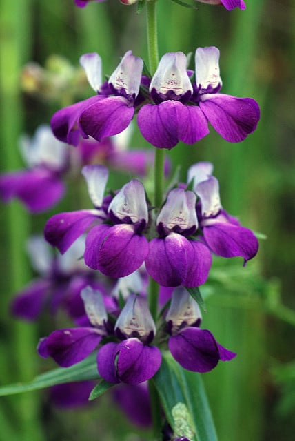 Collinsia heterophylla