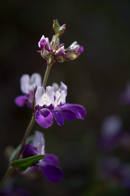 Collinsia heterophylla