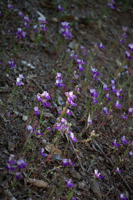 Collinsia heterophylla