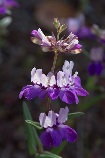 Collinsia heterophylla