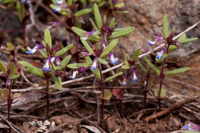 Collinsia parviflora