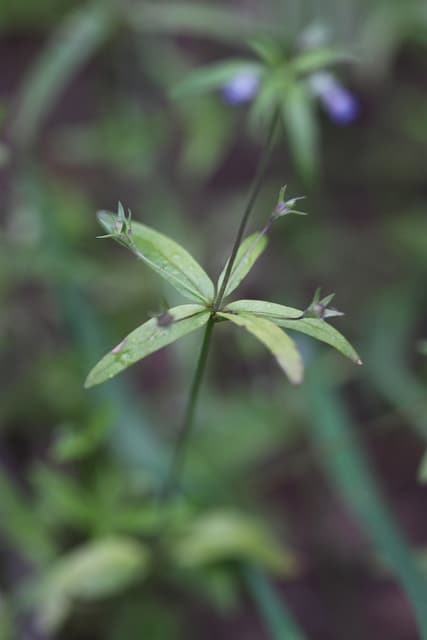Collinsia parviflora