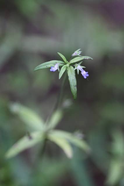 Collinsia parviflora