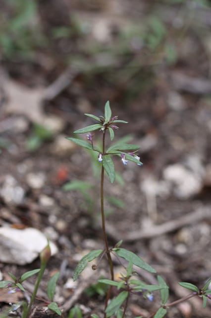 Collinsia parviflora