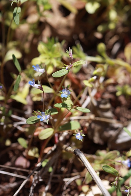 Collinsia parviflora
