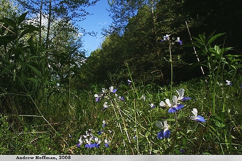 Collinsia verna