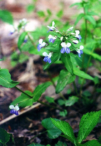 Collinsia verna
