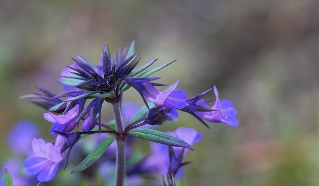 Collinsia verna