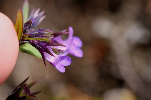 Collinsia verna