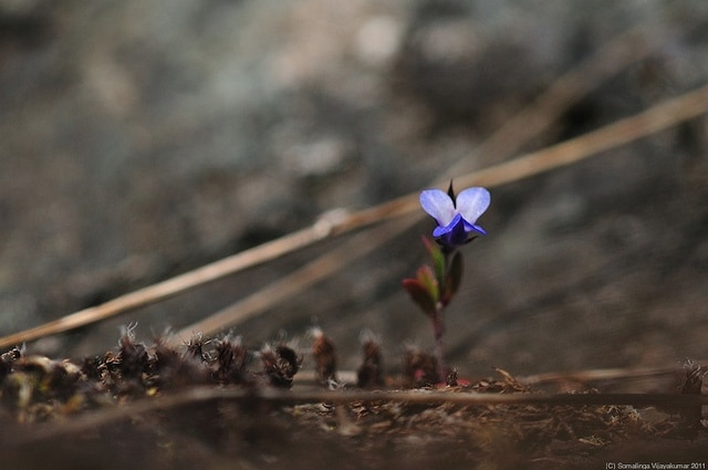 Collinsia verna