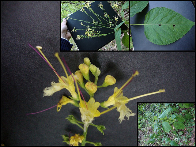 Collinsonia canadensis