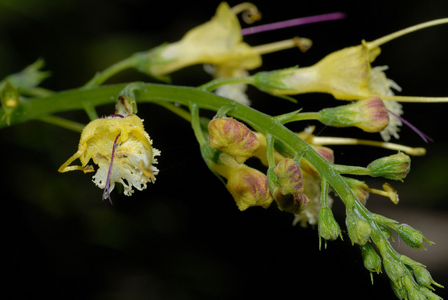 Collinsonia canadensis