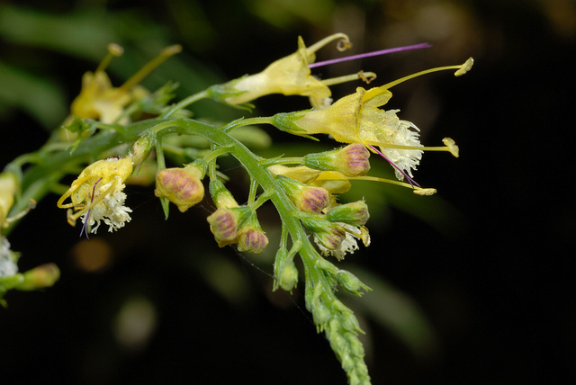 Collinsonia canadensis