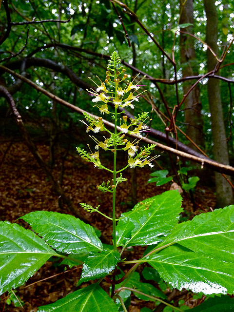 Collinsonia canadensis