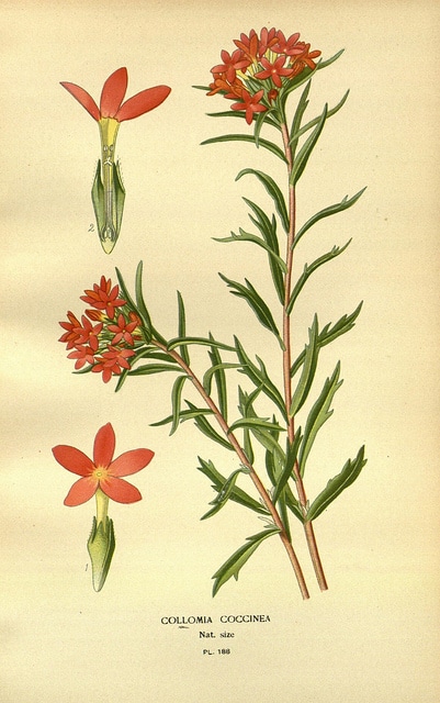 Collomia biflora