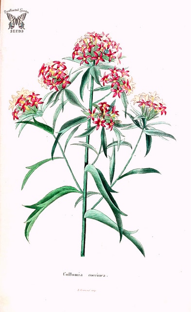 Collomia biflora