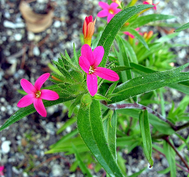 Collomia biflora