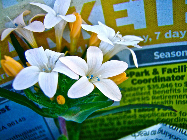 Collomia
