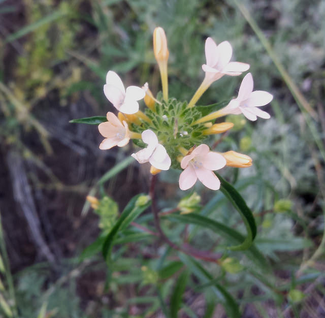 Collomia