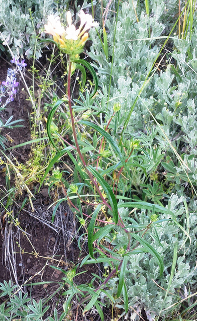 Collomia