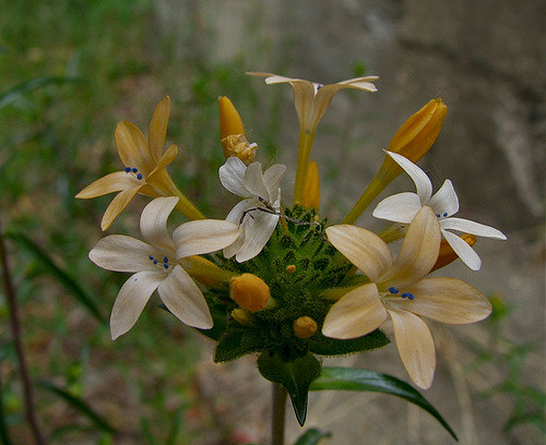 Collomia