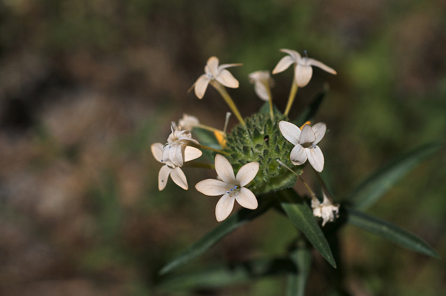 Collomia