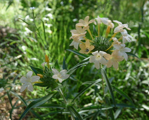 Collomia (Collomia grandiflora)