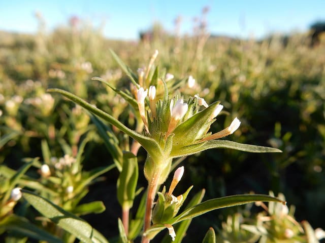 Collomia linearis