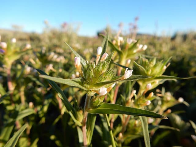 Collomia linearis