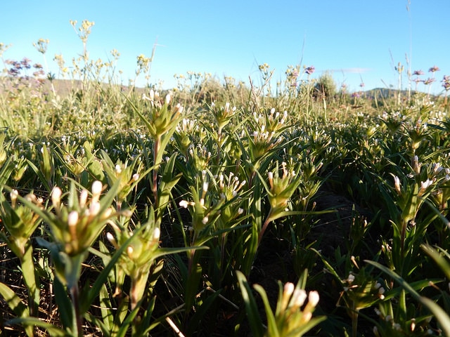 Collomia linearis