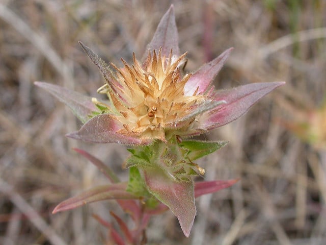 Collomia linearis
