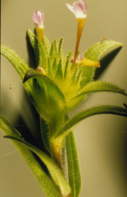 Collomia linearis
