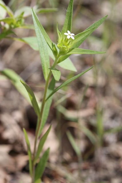 Collomia linearis