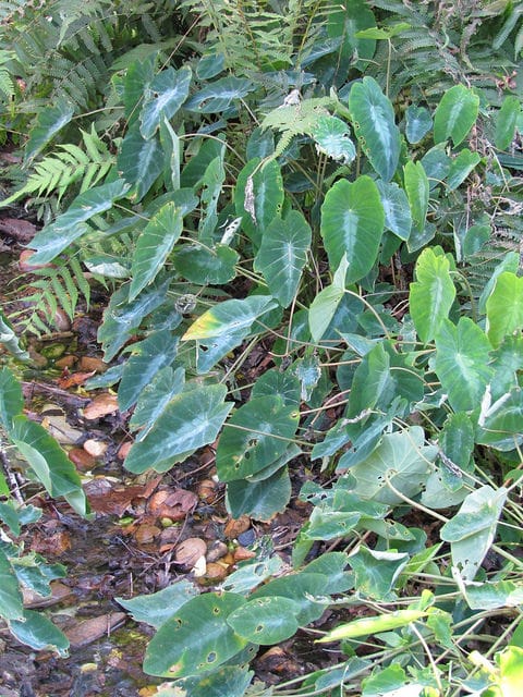 Colocasia fallax