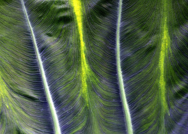 Colocasia gigantea