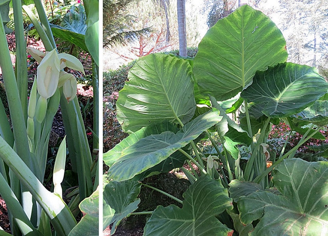 Colocasia gigantea