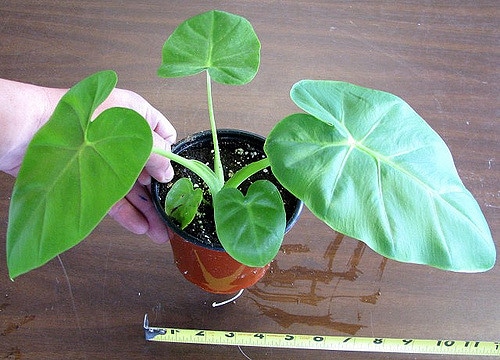Colocasia gigantea